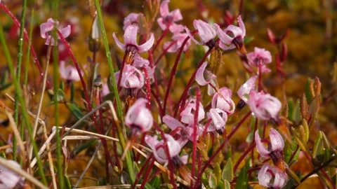 Cranberry blossoms close-up Stock Footage 282103025