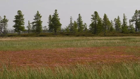 Cranberry blossoms  in the field Stock Footage 282103003