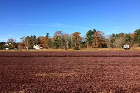 Cranberry Bog Stock Photos