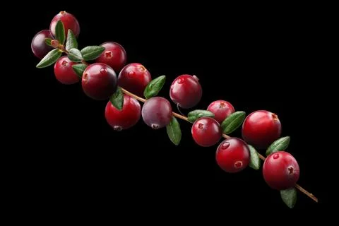 Cranberry branch composition, clipping paths Фото
