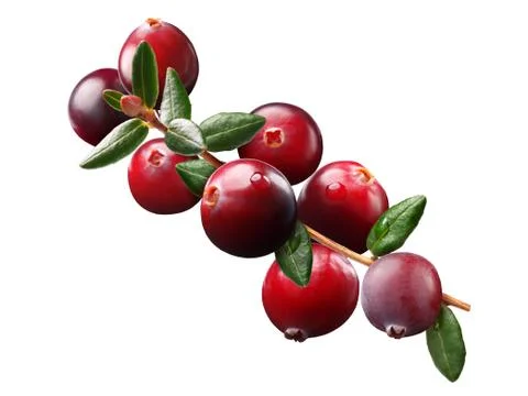 Cranberry branch, paths Stock Photos