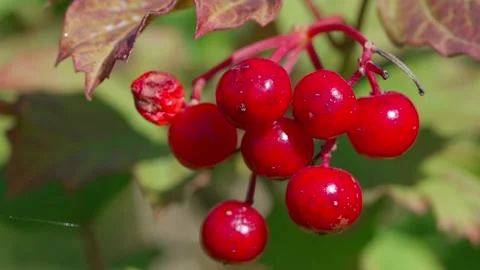 Cranberry bush Stock Footage 318226664