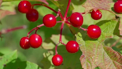 Cranberry bush Stock-Footage 318226742