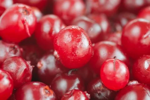 Cranberry close-up Stock Photos