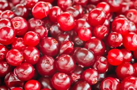 Cranberry close-up Stock Photos