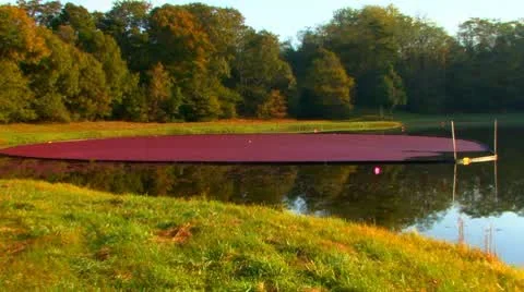 Cranberry Collection; 2 Stock Footage 8926298