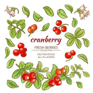 Cranberry elements vector set Stock Illustration