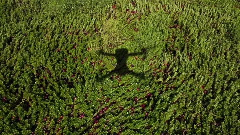 Cranberry Field - Drone Shadow - 4K Aerial CU 動画素材 162007825