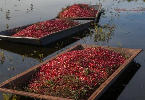 Cranberry in the field before pick up Foto stock