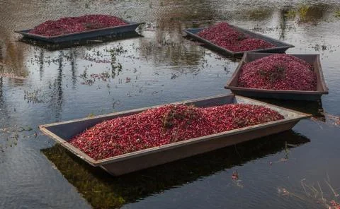 Cranberry in the field before pick up Foto stock