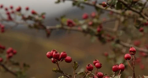 Cranberry Vídeos de archivo 101358944