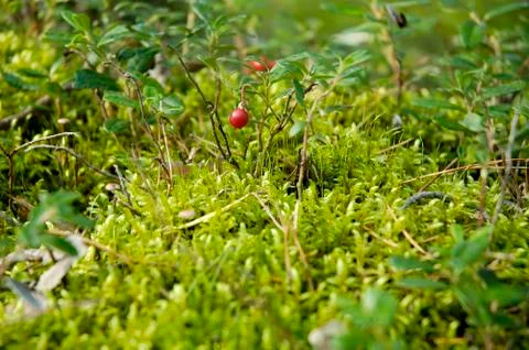 Cranberry in forest Stock Photos