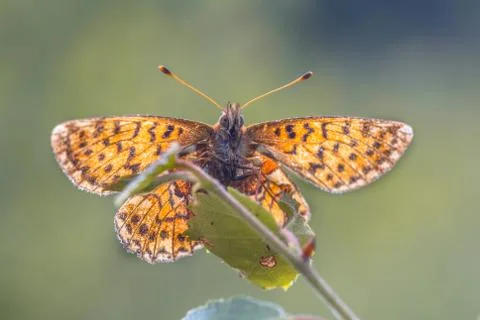 Cranberry Fritillary seen from underside Foto stock