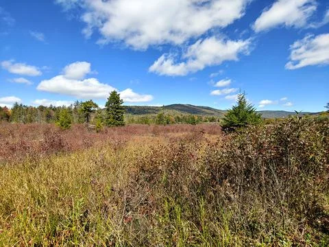 Cranberry glades 스톡 사진