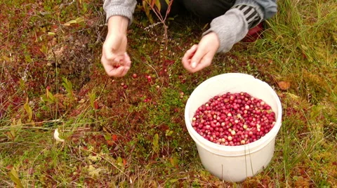 Cranberry harvest 스톡 동영상 2449930