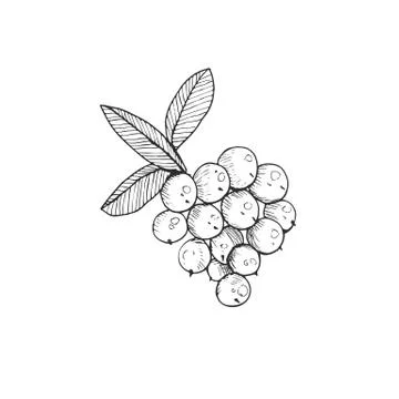 Cranberry icon isolated Stock Illustration