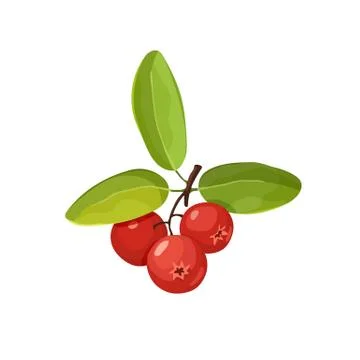 Cranberry icon isolated Stock Illustration