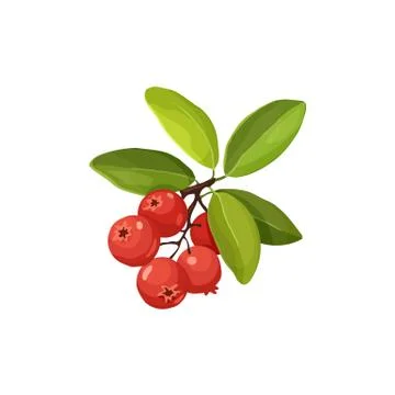 Cranberry icon isolated Stock Illustration