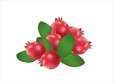 Cranberry Stock Illustration