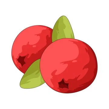 Cranberry illustration Stock-Illustration