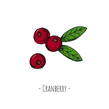 Cranberry. Isolated objects on white. Vector cartoon illustration. Stock Illustration