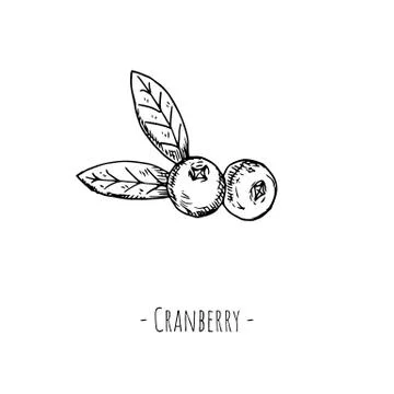 Cranberry. Isolated objects on white. Vector cartoon illustration. Stock Illustration