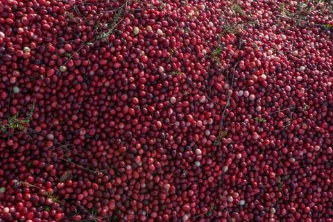 Cranberry mound Foto stock