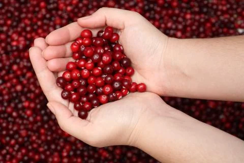 Cranberry in palms Stock Photos