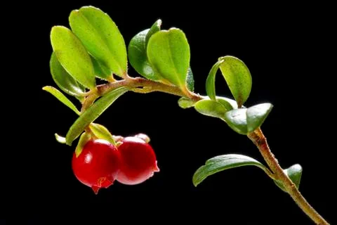 Cranberry Stock Photos