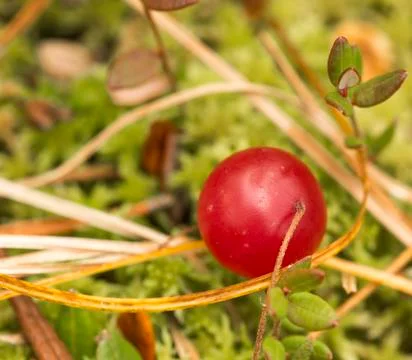 Cranberry Stock Photos