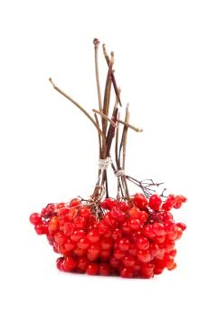 Cranberry. Stock Photos