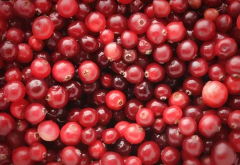 Cranberry Stock Photos