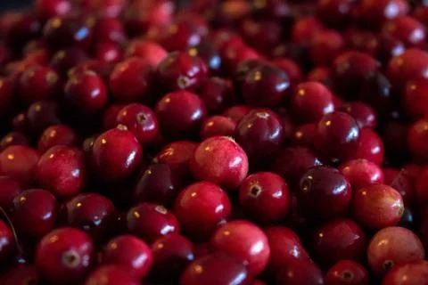 Cranberry Stock Photos