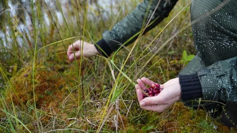 Cranberry picking in the bog Video stock 318832969