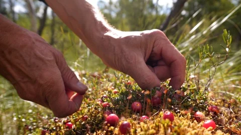 Cranberry picking Stock Footage 115413539