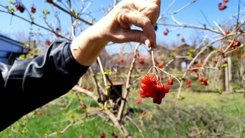 Cranberry red berries in spring after winter frosts. Viburnum trilobum Stock Footage 236071407
