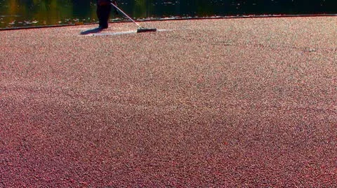 The Cranberry Sheppard Video stock 8926722