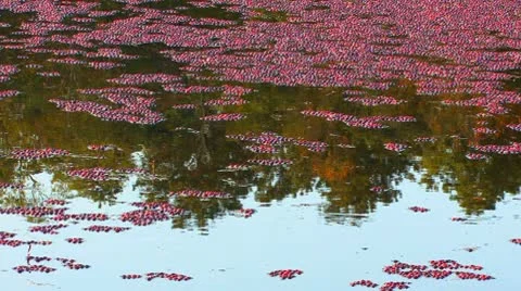 Cranberry Stragglers; 2 Stock Footage 8926325