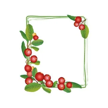 Cranberry summer frame. Berry background. Floral nature food pattern Illustrazione stock
