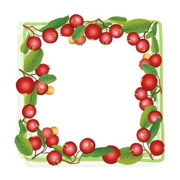 Cranberry summer frame. Berry background. Floral nature food pattern Stock Illustration