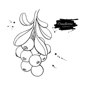 Cranberry vector drawing. Isolated berry branch sketch on white Stock Illustration
