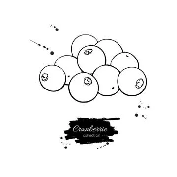 Cranberry vector drawing. Isolated berry branch sketch on white Stock Illustration