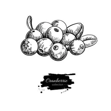 Cranberry vector drawing. Isolated berry heap sketch on white ba Stock Illustration