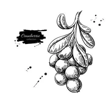 Cranberry vector drawing. Isolated berry branch sketch on white Stock Illustration
