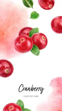 Cranberry vertical card template composition watercolor hand drawn illustration Stock Illustration