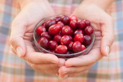Cranberry in woman's palms Stock Photos