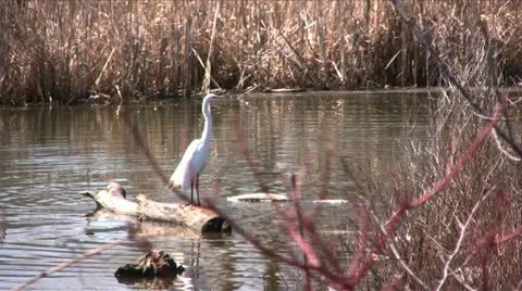 Crane 001 库存影片 10850144