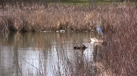 Crane 002 库存影片 10850038