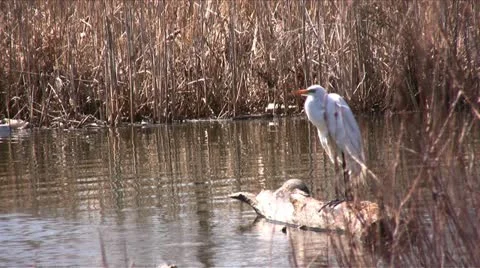 Crane  003 库存影片 10849964