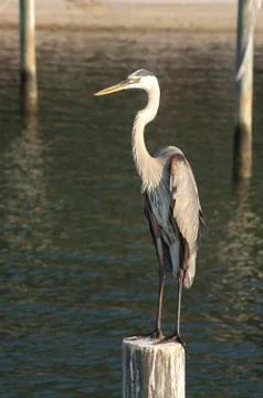 Crane 01 Stock Photos